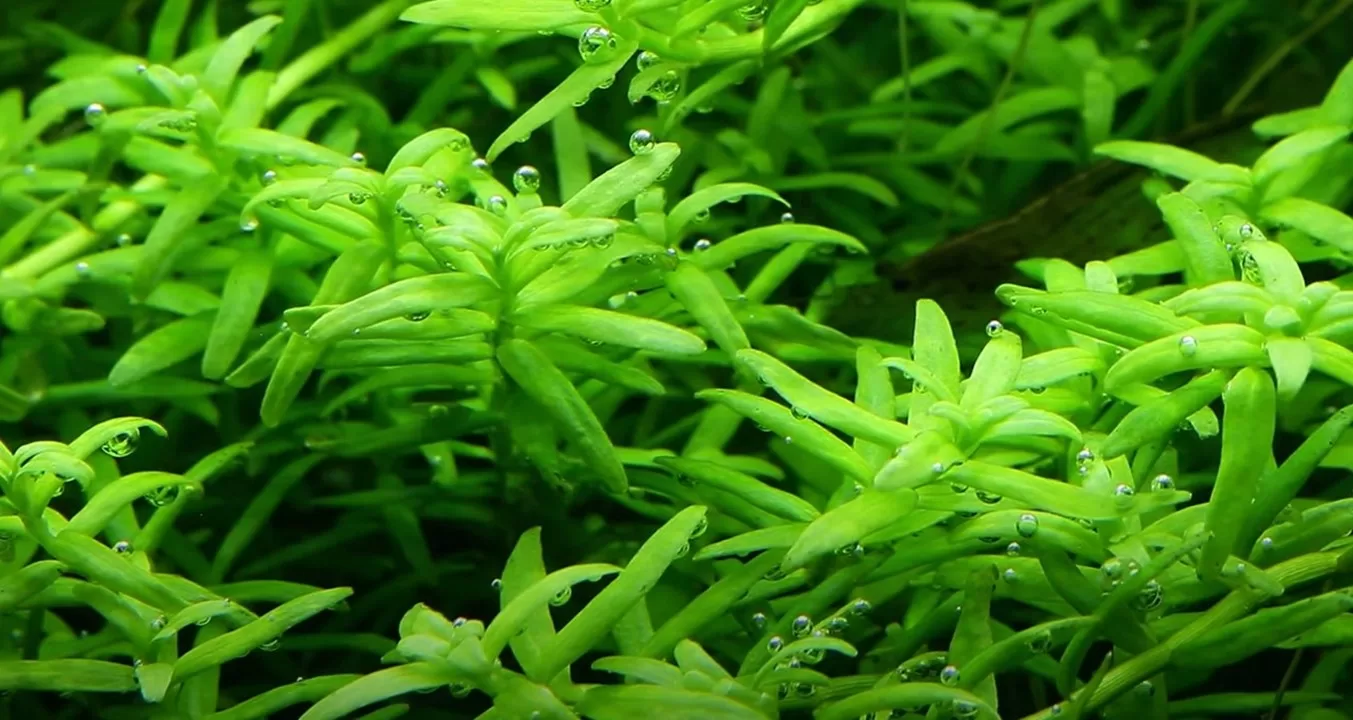 Rotala rotundifolia 'Green' - in Cup - Image 3