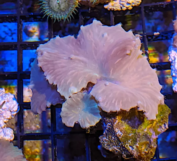 Cultured Cabbage Coral M