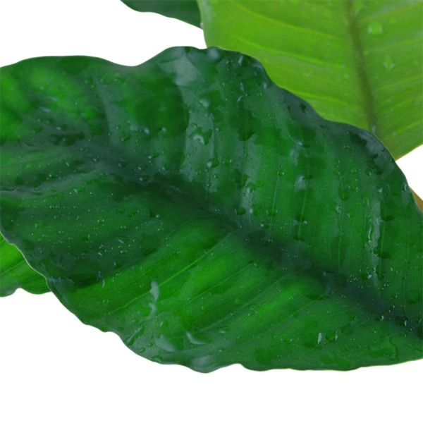 Anubias barteri 'Coffeifolia' - in Pot - Image 2