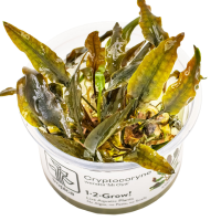 Cryptocoryne wendtii 'Mi Oya' - in Cup
