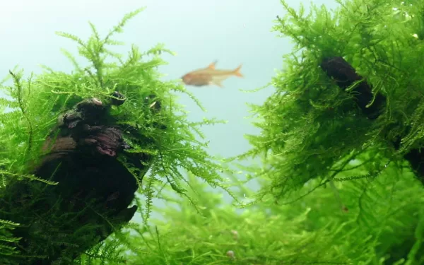 Taxiphyllum barbieri 'Bogor Moss' - on Lava Stone - Image 4