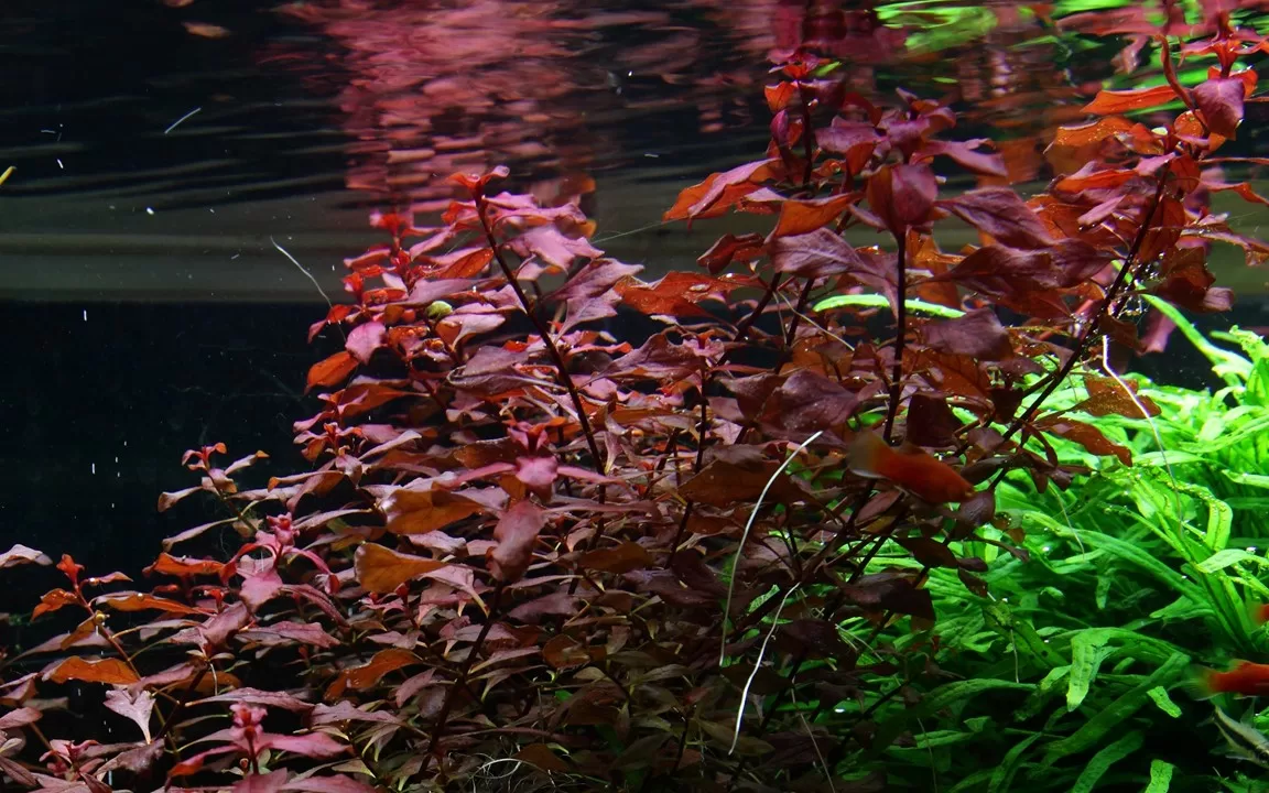 Ludwigia palustris 'Super Red' - in Pot - Image 3