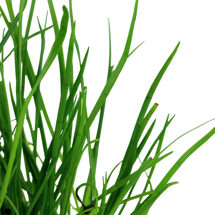 Lilaeopsis mauritiana - in Pot - Image 2