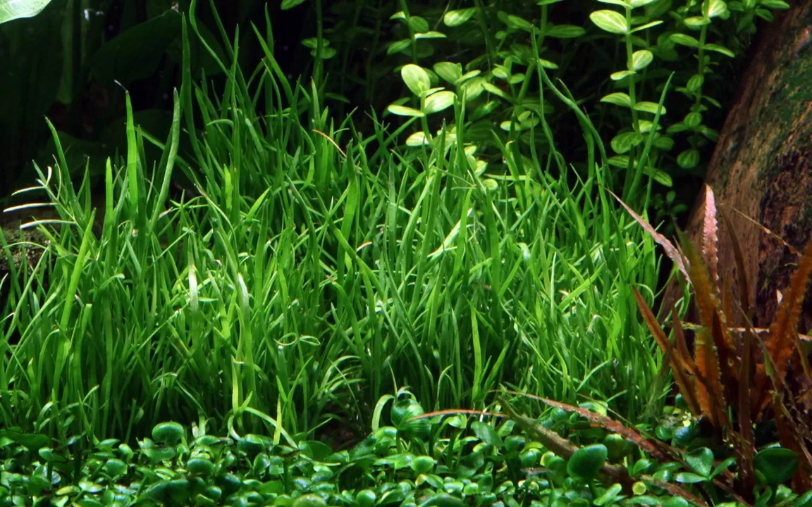 Lilaeopsis mauritiana - in Pot - Image 3