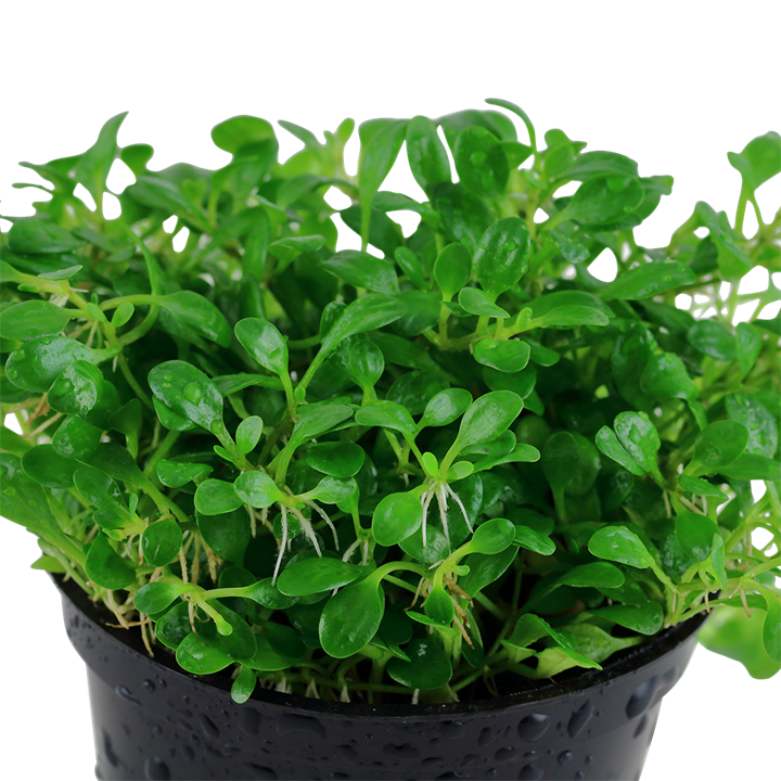 Glossostigma elatinoides - in Pot - Image 2