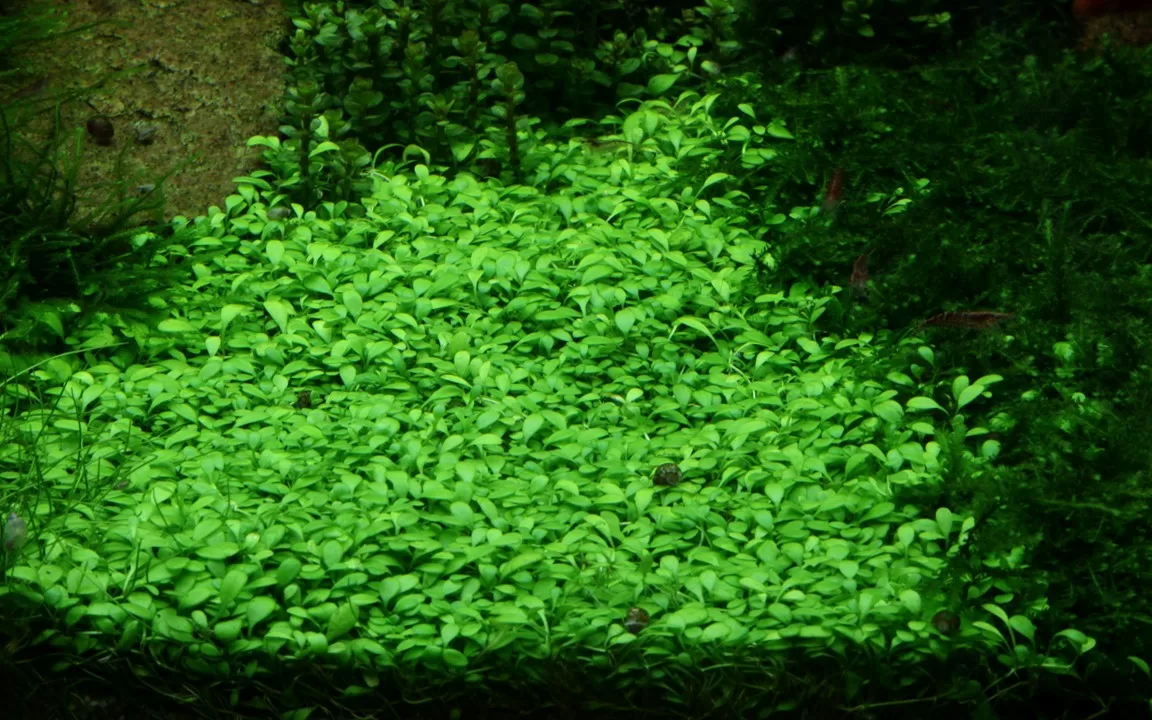 Glossostigma elatinoides - in Pot - Image 3