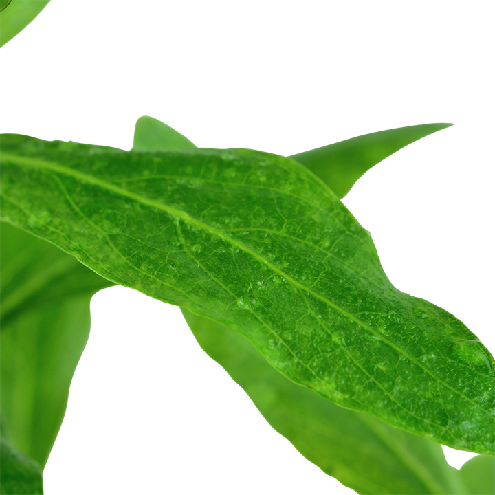 Hygrophila polysperma - in Pot - Image 3