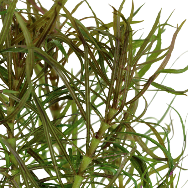 Pogostemon stellatus - in Pot - Image 2