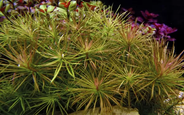 Pogostemon stellatus - in Pot - Image 3