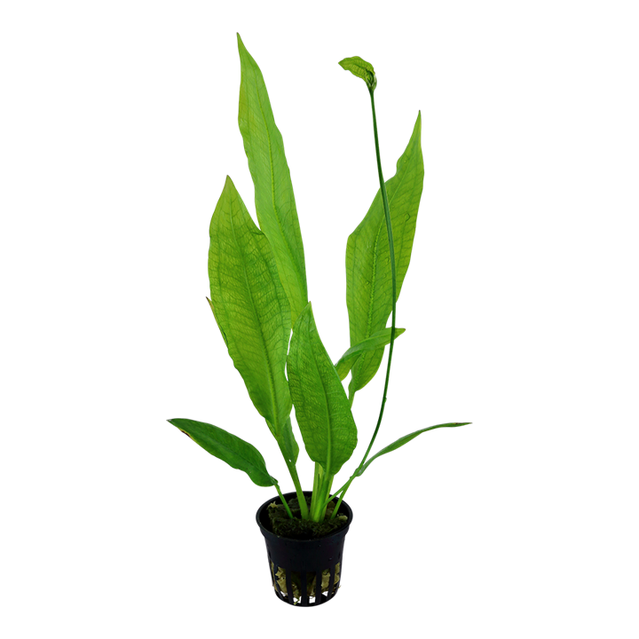 Echinodorus grisebachii ‘Bleherae’ - in Pot - Image 2