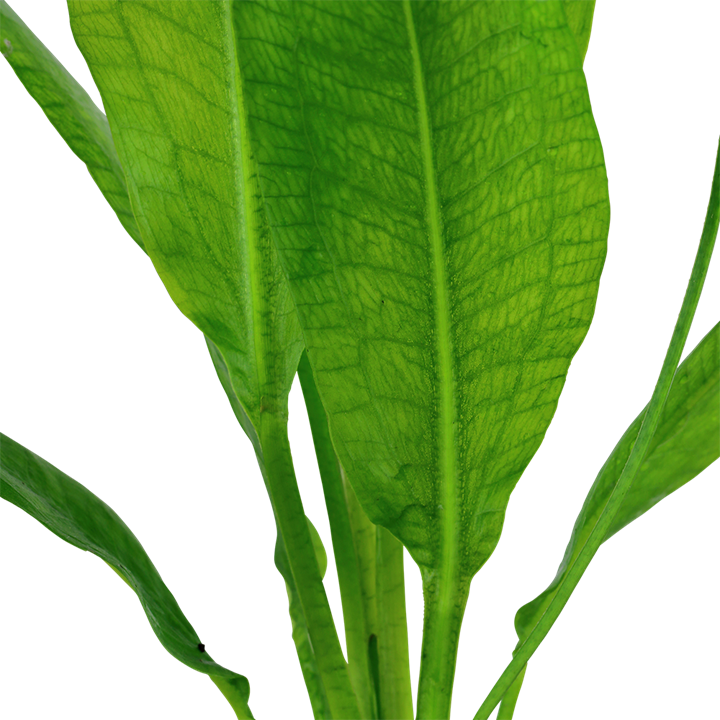 Echinodorus grisebachii ‘Bleherae’ - in Pot - Image 3