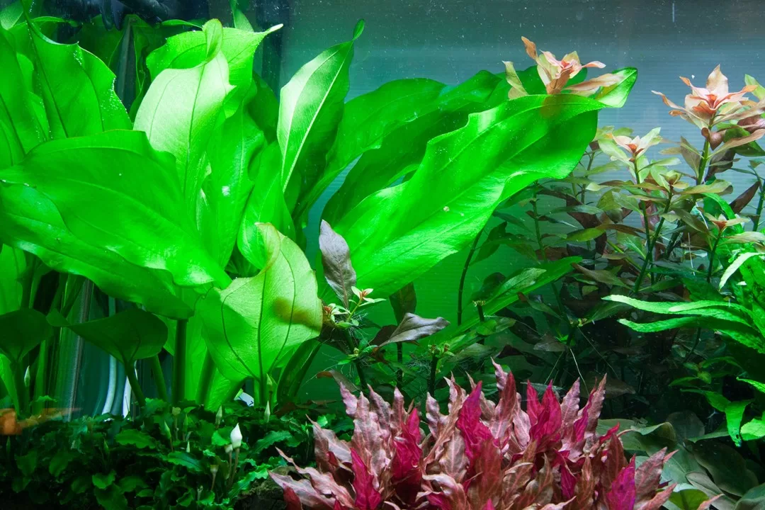 Echinodorus cordifolius 'Fluitans' - in Pot - Image 3