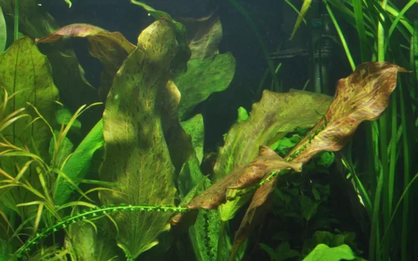 Echinodorus 'Ozelot' - in Pot XL - Image 2