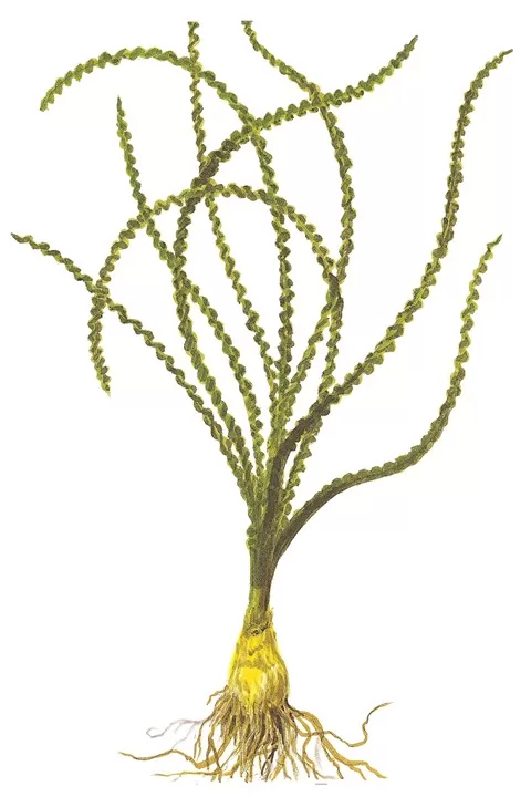 Crinum calamistratum - in Pot - Image 5