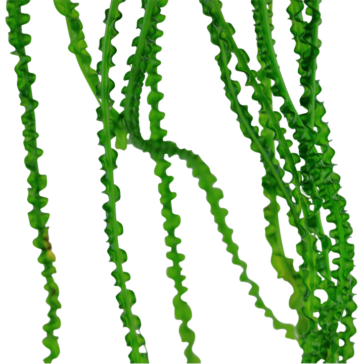 Crinum calamistratum - in Pot - Image 2