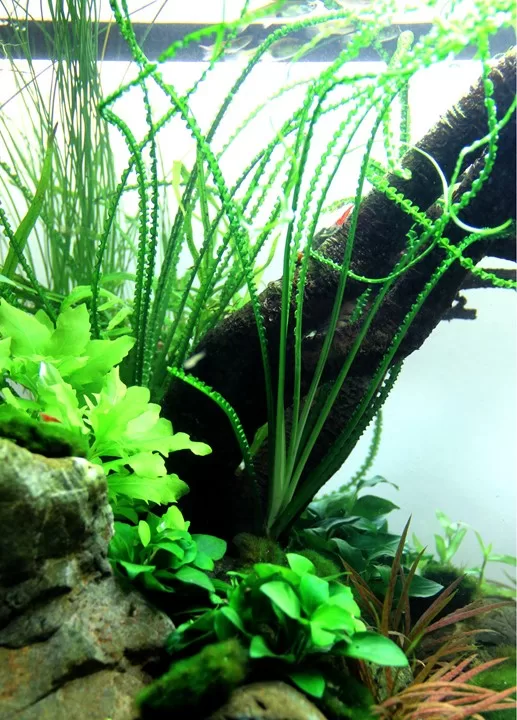 Crinum calamistratum - in Pot - Image 4