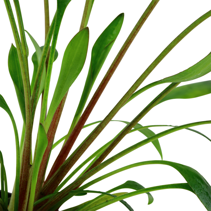 Cryptocoryne x willisii - in Pot - Image 3