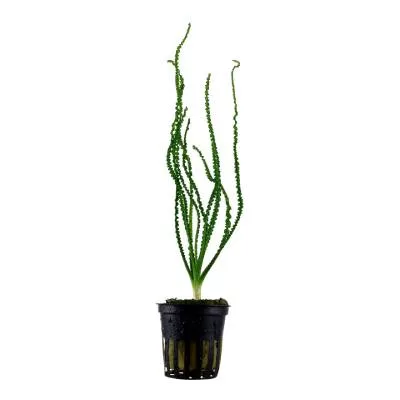 Crinum calamistratum - in Pot