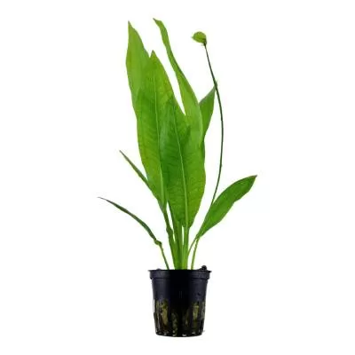 Echinodorus grisebachii ‘Bleherae’ - in Pot