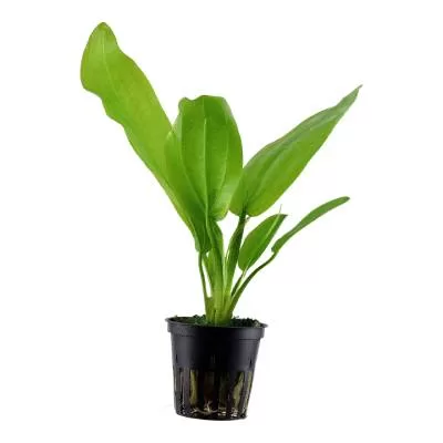 Echinodorus cordifolius 'Fluitans' - in Pot