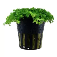 Micranthemum callitrichoides ´Cuba' - in Pot