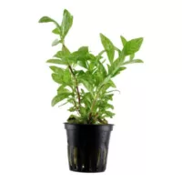 Hygrophila polysperma 'Rosanervig' - in Pot