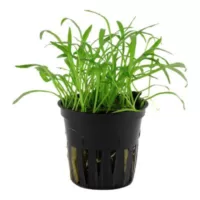 Lilaeopsis brasiliensis - in Pot