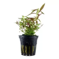 Limnophila hippuridoides - in Pot