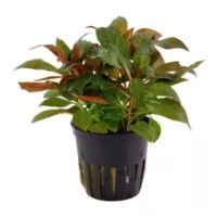 Ludwiga glandulosa - in Pot