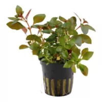 Ludwigia repens 'Rubin' - in Pot