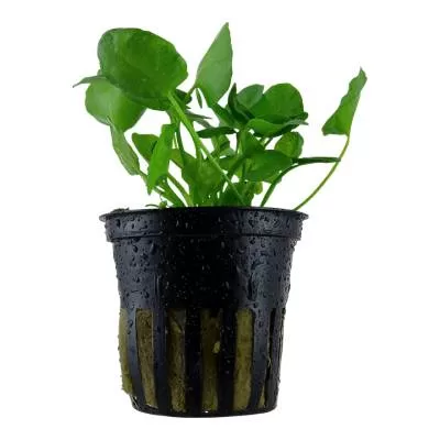 Nymphoides hydrophylla 'Taiwan' - in Pot