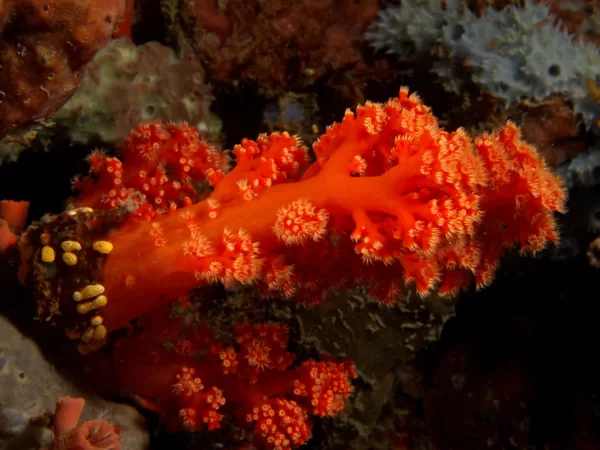 Bush Coral - Orange M