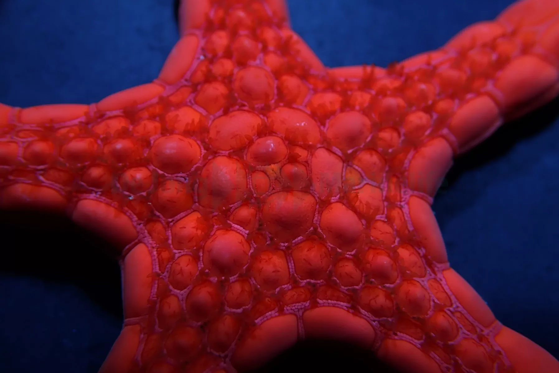 Pentagonaster duebeni (Red) AS - Image 4