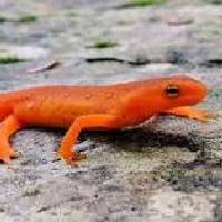 Newts (salamöndrur)