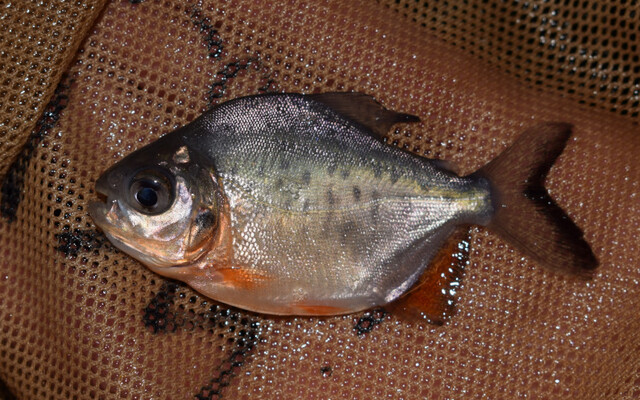 Red-Bellied Pacu S - Image 2