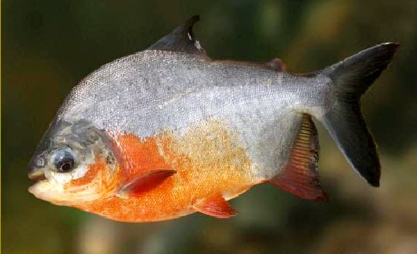 Red-Bellied Pacu S