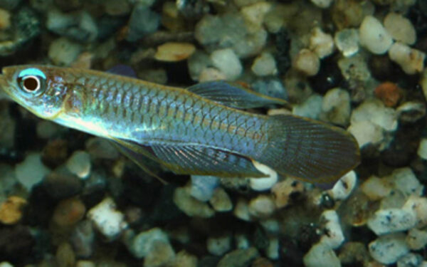 Norman's Lampeye L - Wild