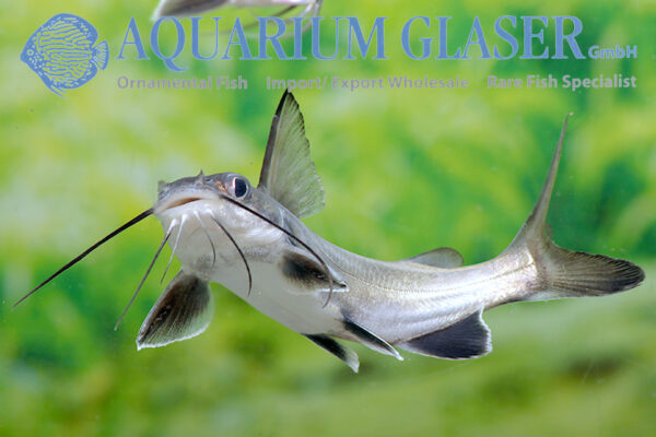 Colombian Shark Catfish M (min. 8 pcs)