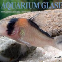 Adolfo's Cory M/L (min. 10 pcs)