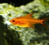 Ember Tetra M (min. 50 pcs)