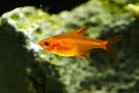 Ember Tetra M (min. 50 pcs)