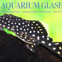 L018 Gold Nugget Pleco M  (min. 2 pcs)