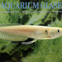 Silver Arowana S/M (min. 2 pcs)