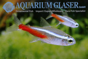 Neon Tetra S/M (min. 75 pcs) - Image 4