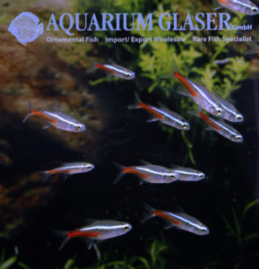 Neon Tetra S/M (min. 75 pcs) - Image 9