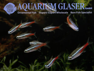 Neon Tetra S/M (min. 75 pcs) - Image 2