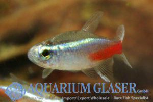 Neon Tetra S/M (min. 75 pcs) - Image 3