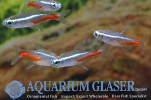 Neon Tetra S/M (min. 75 pcs) - Image 5