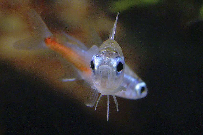 Neon Tetra S/M (min. 75 pcs) - Image 6