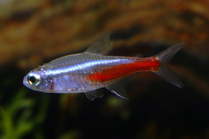 Neon Tetra S/M (min. 75 pcs) - Image 7
